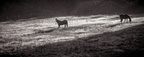 WAvandenBerg BW (2)